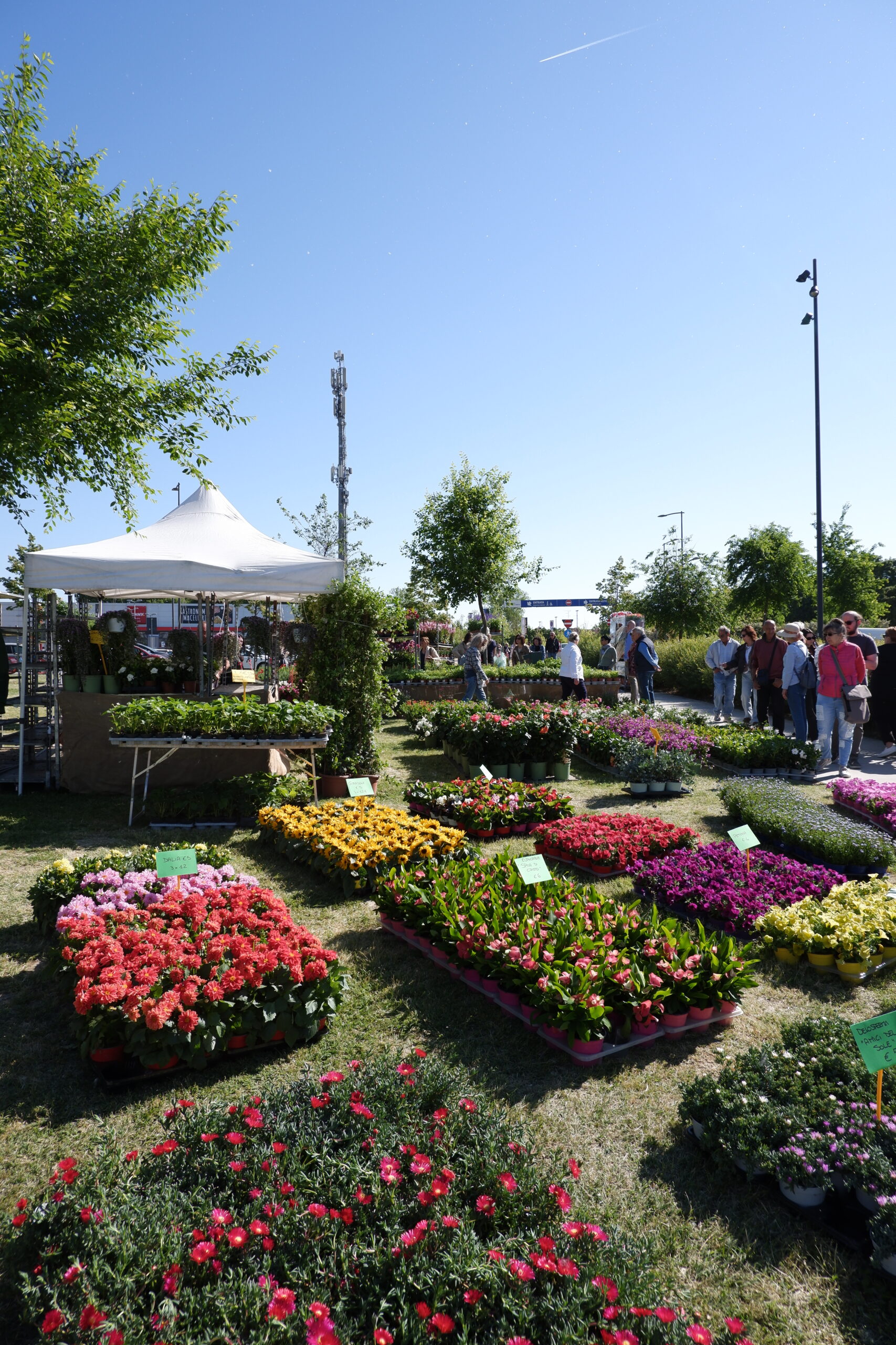 festival dei fiori